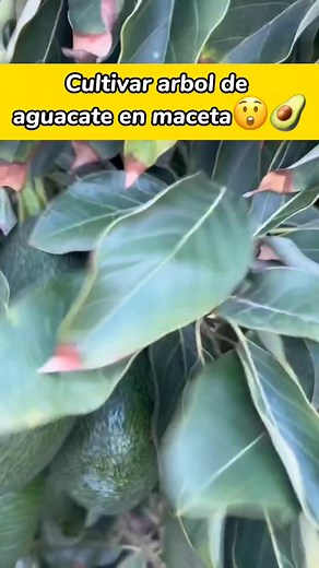 21K views · 775 reactions | Si quieres aprender más sobre cómo cultivar árboles frutales en macetas, ¡visita nuestro perfil para obtener más consejos y técnicas! 陋 #JardineríaEnMacetas #ÁrbolesFrutales #AguacateEnMaceta #jardineriaonline #frutas #plantasdeinterior #plantas #patio #jardin #jardineria #arbolesfrutalesenmaceta | Arboles Frutales en Macetas | Facebook