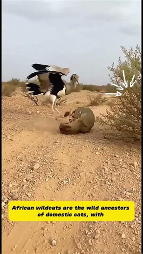 Kori Bustard (Ardeotis kori) Did Not Take the African Wildcat (Felis lybica) Seriously Even a bit
