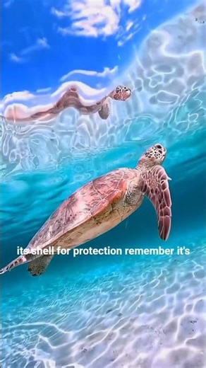 The Secret Power of Turtle 🐢 | Slow But Unstoppable! #facts #animals