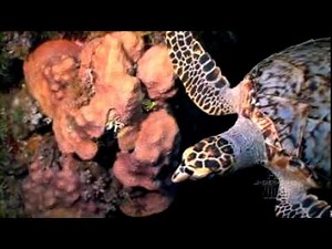 Exuma Cays Shark Dive by hdunderwatervideo