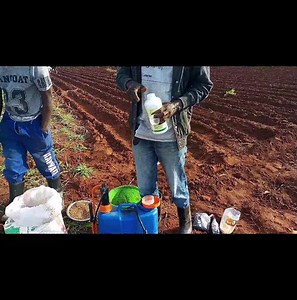5.5K views · 121 reactions | WEED KILLERS SPRAYING :How to spray your weed killer immediately after planting your crop. You will need: 1.sprayer 2.weed killer 3.measurement tool 4.water This video will explain the rest When are you planting your crop and what crop is it? For more information call/text/WhatsApp +260977851196/+260966987051 MAD Farmer Ku Chipangali | The MAD Farmer Kapwata | Facebook