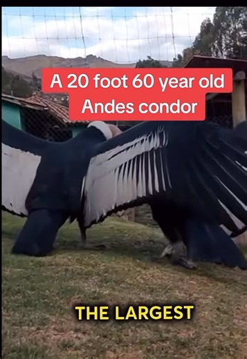 Andes Condor