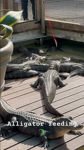 A real alligator feeding experience 🐊 #alligator