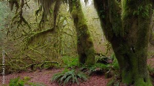 Ethereal light filters through the dense canopy, illuminating the verdant moss that cloaks the ancient trees of this temperate rainforest. Footage 4K.