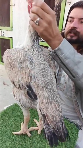 Qandhari aseel | Rawalpindi Club Of Aseel