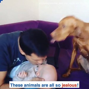 15K views · 137 reactions | Having jealous animals is honestly the worst!  | Daily Mail Video | Facebook