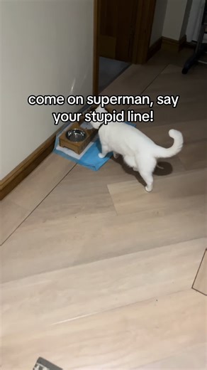 Messy Eating Moments of a Playful White Cat