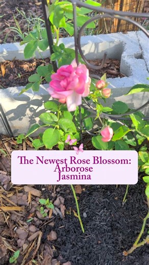 Newest Rose Bloom in the Garden: The Arborose® Jasmina Climbing Rose 🌹✨