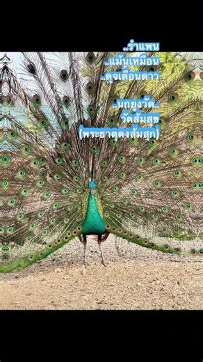 #วัดส้มสุข(พระธาตุดงส้มสุก) #นกยูงวัด