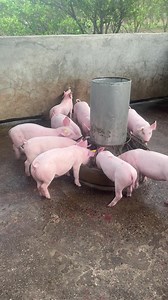 F1 weaners! Landrace x Large white🐖🐖🐖 Ten Piglets preparing to be gilts🐖🐖🐖 15kgs-26kgs To God Be the Highest Glory!!!🙏🙏🙏👆 | Jimson’s Piggery Farm