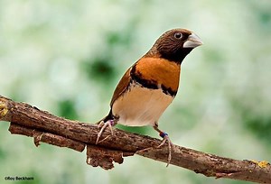 Chestnut breasted mannikin - Alchetron, the free social encyclopedia