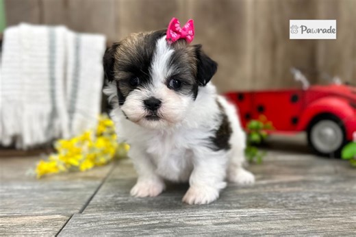 Princess - Shih-Poo Puppy F04F1B