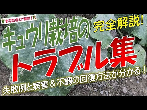 キュウリ栽培の失敗例（不調や病害などのトラブルから苗を復活させる）育たない・枯れる・実がならない・実が小さいなど。キュウリの病気対策まで完全解説！