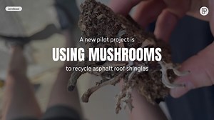 Asphalt shingles generate a ton of waste and are nearly impossible to recycle. But a pilot project in Tennessee offers a potential solution: use mushrooms to help recycle and reuse roof shingles. #nationalmushroomday #mushroomday | Pattrn