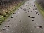 Hundreds of dead birds found after mysteriously falling from sky