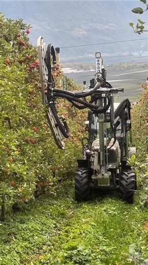 Apple Orchard Vacuum Harvester in Action! #farming #agriculture #appleharvest