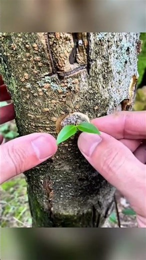 New Tree Grafting Method That Works Every Time #facts