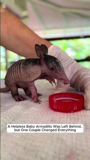 saving a helpless baby armadillo #armadillo #animalrescue #wildliferescue #cute #love #wildlife #pet