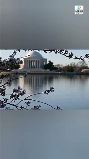Cherry Blossoms by the Reflecting Pool