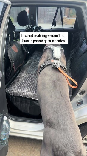 Choosing Safe Transportation Options for Dogs