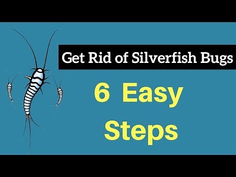 How to Get Rid of Silverfish Bugs Without Professional Help Fast & Permanently