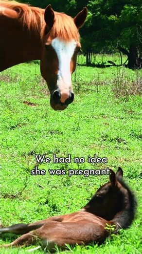 Rescued Wild BLM Mustang has a SURPRISE… and it’s cuter than you’d expect 🥰🥹❤️