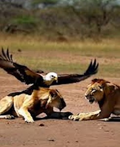 2.1K views · 18 reactions | 21 Scary Actions Of Animals Attacking Other Animals Unexpectedly Caught On Camera vs礪 | Best Video | Facebook