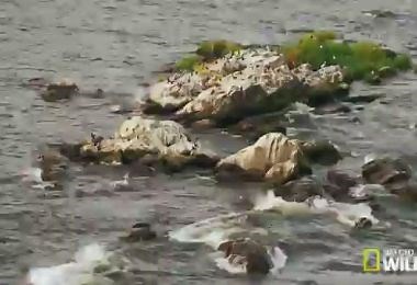 Impact of an Invasive Species