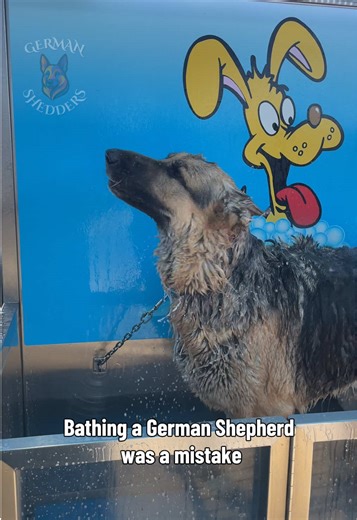 Crazy Fur Explosion During German Shepherd's Bath