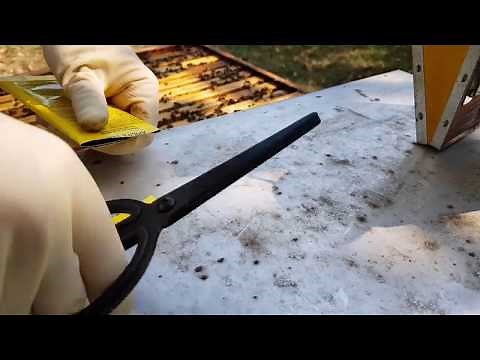 How to use ApiLife Var in Langstroth hives