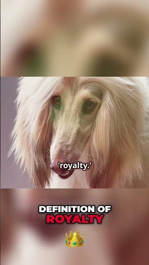 Afghan Hound: Aloof Royalty with Zoomies!