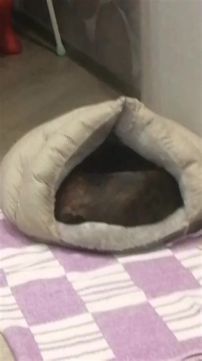 A v cube 2021 (@a_v_cube2)’s videos with оригинальный звук - A v cube 2021