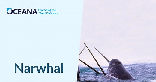 Narwhal | Oceana