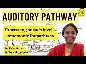 Auditory pathway physiology of hearing | Special senses physiology mbbs 1st year