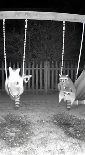 Security Camera Caught This at Night #raccoons #funnyanimals #caughtoncamera
