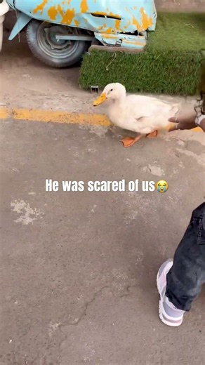 This Duck Ran Away From Us! 🦆😂 | Funniest Duck Chase Ever #cuteduck #ducklife #ducklings #explore