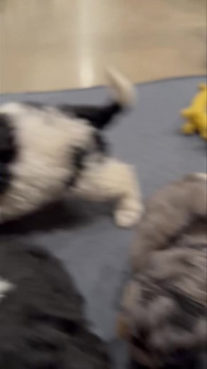 13K views · 1K reactions | These cuties are going to the vet tomorrow for health checks 冀 | Clanton Ridge Farm | Facebook