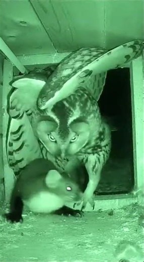 Rear Intrusion in an Urban Crawlspace Nest at Night