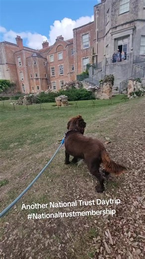 Pippa.the.rescue.dog on TikTok