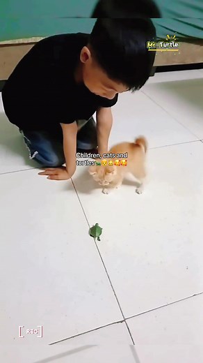 Children, cats and turtles, what a warm scene🐢👦🐱🥰🥰🥰#turtle #cute #turtles #pet #🐢 #turtletok #reptile