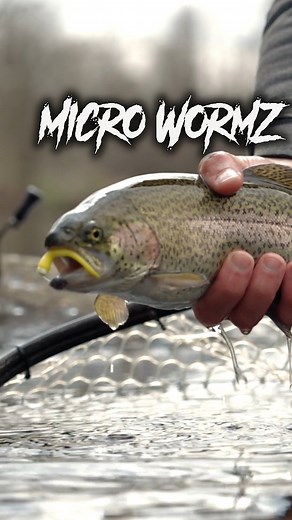 The Micro WormZ packs serious fish-catching power into a slender 2" profile — perfect for trout, crappie, bass, or anything else that swims. When in doubt, throw a worm. Everything eats it. #MicroWormZ #Trout #TroutFishing #TroutBum #ZManFishing #ElaZtech #ZMan #MicroFinesse #ZManFishingProducts | Z-Man Fishing Products