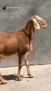 Hissar Sheep - Hissar Koyunu 👌🏻🐑 ... #villagelife #Farm #animals #animallovers #viral #cuteanimals | kayitvehayat