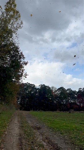 ‘Leaves are falling, leaves are falling, from the tree to the ground…’ 🎵 If you listen close, you can almost hear the song in the rustle of the trees. Fall magic is everywhere on the farm right now! 🍁✨ | Peacock Road Family Farm
