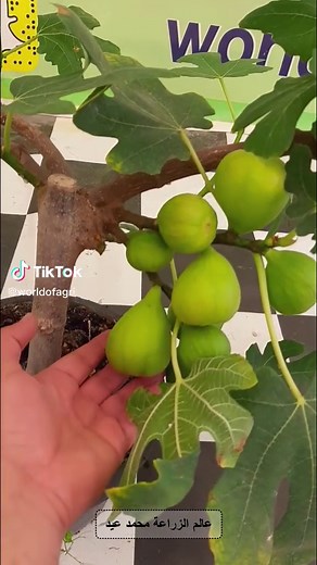 ‏Amazing growing fig trees in a container #amazing #FIG #FIG