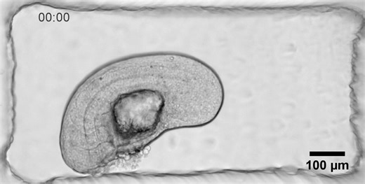 1.1K views · 27 reactions | Combining biology and robotics,...