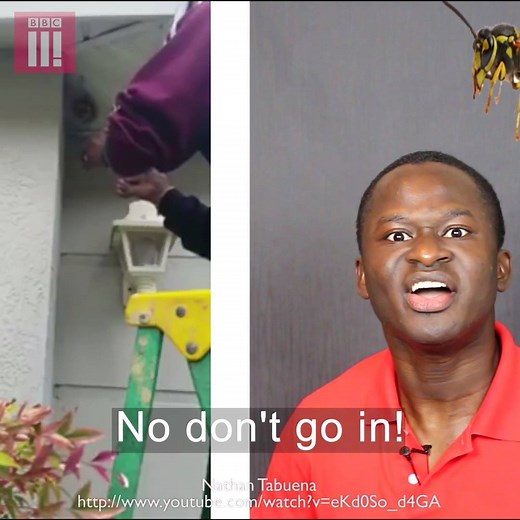 45M views · 12 reactions | This guy crushed a wasp nest with his bare hands  MaximBady | BBC Three | Facebook