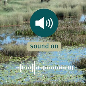 1.3K views · 72 reactions | Need some help working out which frogs you can hear? Become a frog-spert by having Australian Museum Frog ID app downloaded and ready to go for your next time on our #QldParks  By recording the frogs you hear calling, you can help to monitor frog health and distribution over time—informing management decisions for their protection.  So hop to it and download the Frog ID app today  www.frogid.net.au  | Queensland National Parks | Facebook