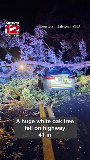 20K views · 131 reactions | A white oak tree fell across Highway 41 in Jasper, triggering a car crash and shutting down the road for hours. | WDEF News 12 | Facebook
