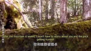 The Wolf Ep 1 Eng Sub