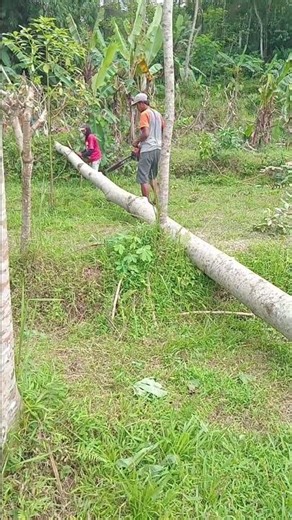 chain saw/ senso mini potong kayu